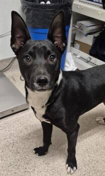 Terrier Dogs Available for Adoption in Thousand Oaks, California - Zeus - URGENT AND AT RISK | PetCurious