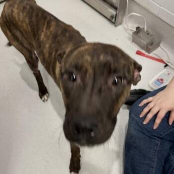 Ashley -  Mixed Breed Dog for Adoption in Jeffersonville, Indiana - Ashley | PetCurious