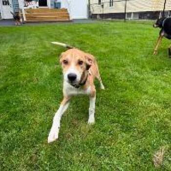 Fenwick -  Hound Dog for Adoption in Monticello, New York - Fenwick | PetCurious