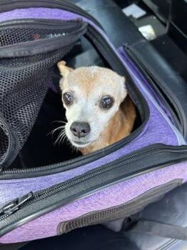 ZOEY -  Chihuahua Dog for Adoption in San Antonio, Texas - ZOEY | PetCurious
