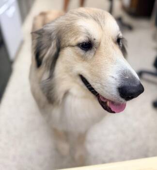 Drizzle -  Great Pyrenees Dog for Adoption in Little Rock, Arkansas - Drizzle | PetCurious