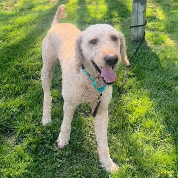 Poodle Dogs Available for Adoption in Cincinnati, Ohio - Abraham | PetCurious