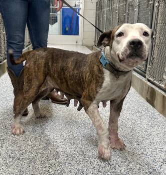 Rescue Pit Bull Terrier Dogs for Adoption in Austin, Texas - Trixie | PetCurious