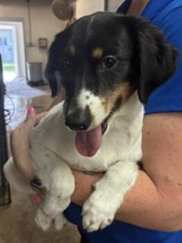 April -  Australian Shepherd and Mixed Breed Dog for Adoption in Gainesville, Florida - April | PetCurious