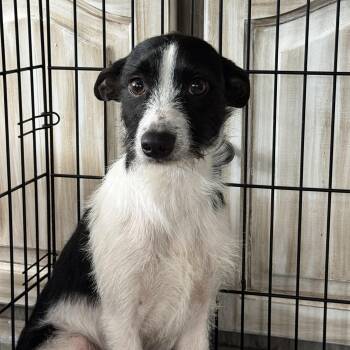 Border Terrier Dogs Available for Adoption in Sequatchie, Tennessee - JR  | PetCurious