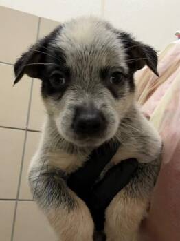 Quest -  Mixed Breed Dog for Adoption in Hobbs, New Mexico - Quest | PetCurious