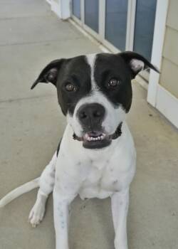 Rescue Mixed Breed Dogs for Adoption in Aiken, South Carolina - Sweeney 50498 | PetCurious