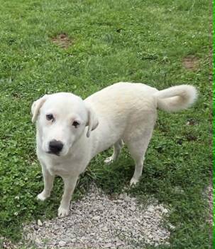 Tinker -  Labrador Retriever Dog for Adoption in Irwin, Pennsylvania - Tinker | PetCurious