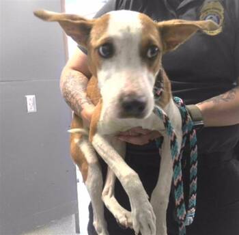 Pit Bull Terrier and Mixed Breed Dogs Available for Adoption in Tallahassee, Florida - VARS | PetCurious