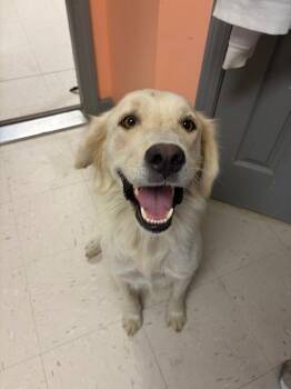 Slyvie -  Golden Retriever Dog for Adoption in Morgantown, Kentucky - Slyvie | PetCurious