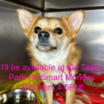 Pomeranian and Shiba Inu Dogs Available for Adoption - Courage | PetCurious