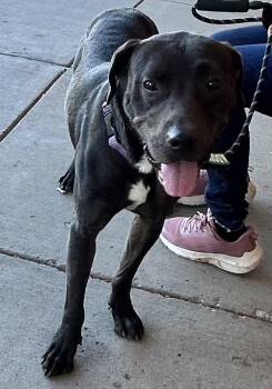 Lucky -  Labrador Retriever Dog for Adoption in St. Peters, Missouri - Lucky | PetCurious