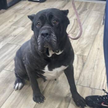 Cane Corso Dogs Available for Adoption in Newark, New Jersey - Summer | PetCurious