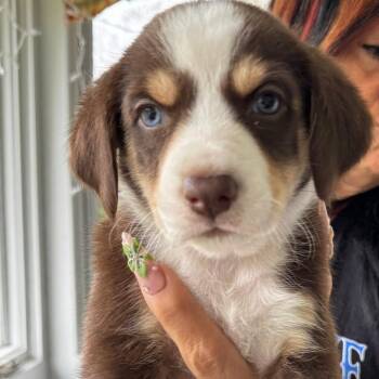 Hound and Mixed Breed Dogs Available for Adoption in Eastford, Connecticut - NY Teagan Avail May 9 (Carmel Fire Dept) | PetCurious