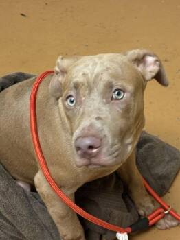 King -  American Bulldog and Mixed Breed Dog for Adoption in Gainesville, Florida - King | PetCurious