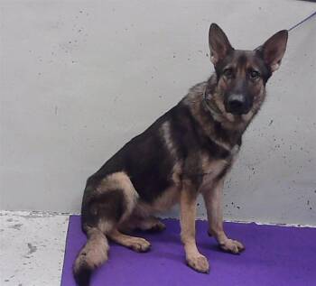 COOPER -  German Shepherd Dog and Mixed Breed Dog for Adoption in Houston, Texas - COOPER | PetCurious