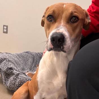 Pit Bull Terrier Dogs Available for Adoption - Claire | PetCurious