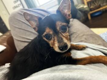Rescue Miniature Pinscher and Yorkshire Terrier Dogs for Adoption in Brownstown, Indiana - Peanut | PetCurious