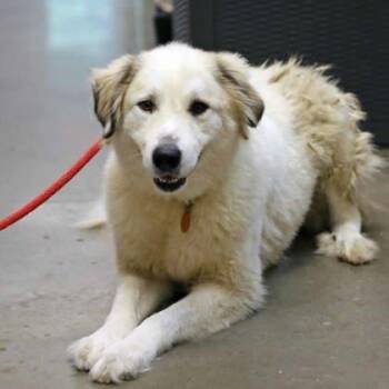 Greer -  Great Pyrenees and Mixed Breed Dog for Adoption in Atlanta, Georgia - Greer | PetCurious