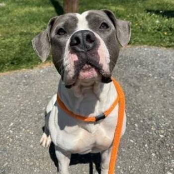 Mixed Breed Dogs Available for Adoption in Philadelphia, Pennsylvania - Mello | PetCurious