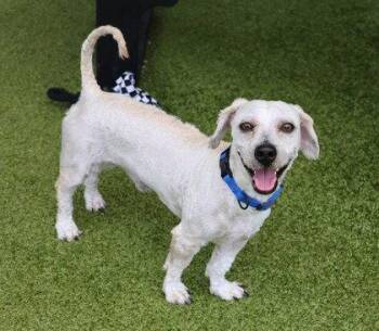 Tito Athens -  Standard Poodle and Dachshund Dog for Adoption in Rockaway, New Jersey - Tito Athens | PetCurious