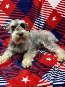 FRANKIE -  Schnauzer Dog for Adoption in Elyria, Ohio - FRANKIE | PetCurious