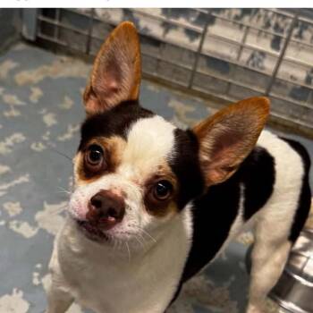 Rollick -  Chihuahua Dog for Adoption in Washington, District Of Columbia - Rollick | PetCurious