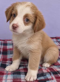 Baxter - The Velcro Pup -  Collie and Labrador Retriever Dog for Adoption in Carolina, Carolina - Baxter - The Velcro Pup | PetCurious
