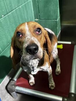 Beagle Dogs Available for Adoption - LEXY | PetCurious