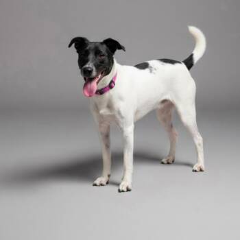 JERRY -  Terrier Dog for Adoption in Chicopee, Massachusetts - JERRY | PetCurious