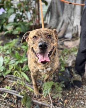 Plott Hound and Mixed Breed Dogs Available for Adoption - Brad | PetCurious