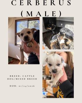 Australian Cattle Dog Blue Heeler Dogs Available for Adoption - Cerberus | PetCurious