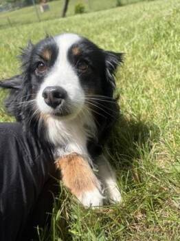 Pepper -  Australian Shepherd Dog for Adoption in Mishawaka, Indiana - Pepper | PetCurious