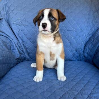 Rescue Boxer and Siberian Husky Dogs for Adoption in Olathe, Kansas - Jazz | PetCurious