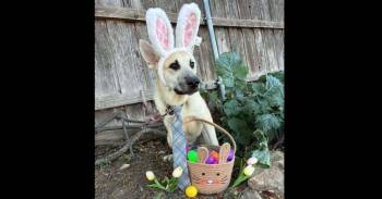 Thanksgiving Pups: Tater -  German Shepherd Dog and Great Pyrenees Dog for Adoption in Dallas, Texas - Thanksgiving Pups: Tater | PetCurious