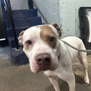 Quinny -  Pit Bull Terrier Dog for Adoption in Newark, New Jersey - Quinny | PetCurious