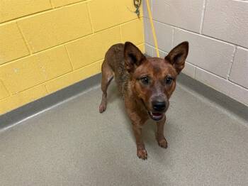 Rescue Australian Cattle Dog Blue Heeler Dogs for Adoption in Colorado Springs, Colorado - CHILI | PetCurious