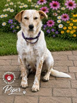 Piper -  Cattle Dog Dog for Adoption in Joliet, Illinois - Piper | PetCurious