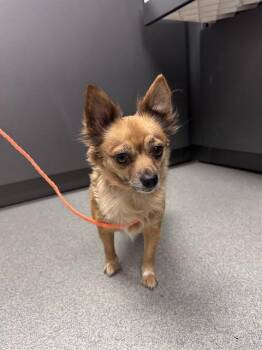 LOUISE -  Chihuahua Dog for Adoption in Ontario, California - LOUISE | PetCurious