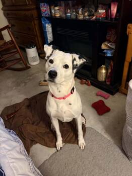 Scarlett-Columbia, SC -  Dalmatian Dog for Adoption in San Diego, California - Scarlett-Columbia, SC | PetCurious