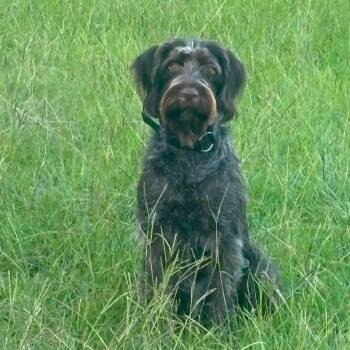 Lucy (Conroe, Texas) -  Wirehaired Pointing Griffon Dog for Adoption in Santa Rosa, California - Lucy (Conroe, Texas) | PetCurious