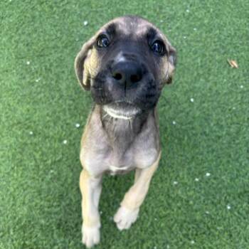 Delina 3061 -  Great Dane Dog for Adoption in Loxahatchee Groves, Florida - Delina 3061 | PetCurious