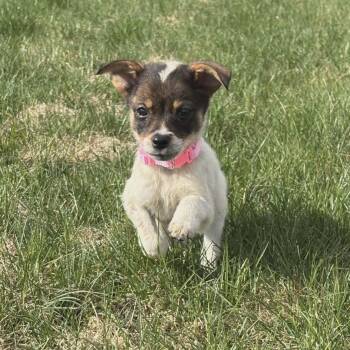 Chihuahua and Toy Fox Terrier Dogs Available for Adoption - Deena The Tiny Mixed Breed Puppy | PetCurious