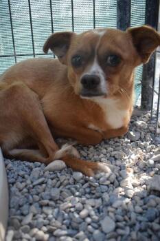 Chihuahua and Mixed Breed Dogs Available for Adoption - Bandito (Chestnut) (A122474) | PetCurious