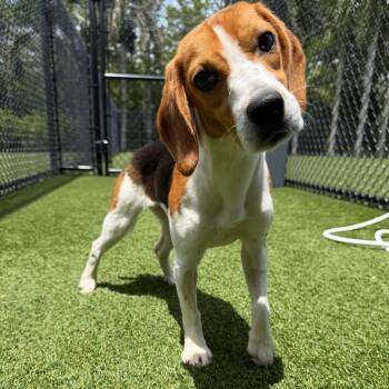 Coco 4696 -  Beagle Dog for Adoption in Loxahatchee Groves, Florida - Coco 4696 | PetCurious