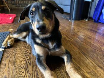 Rescue Shepherd Dogs for Adoption in Aurora, Illinois - Wally | PetCurious