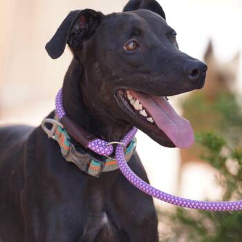 Rescue Greyhound Dogs for Adoption in El Paso, Texas - Coco | PetCurious