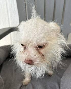 Yorkshire Terrier Dogs Available for Adoption in Corona, California - Zero | PetCurious