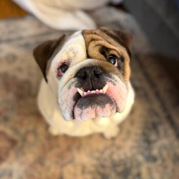 English Bulldog Dogs Available for Adoption - Frank (Tonka) | PetCurious