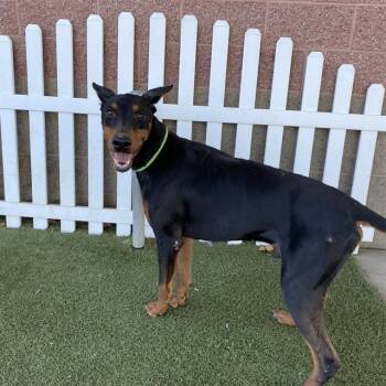 A613445 -  Doberman Pinscher and Mixed Breed Dog for Adoption in Modesto, California - A613445 | PetCurious